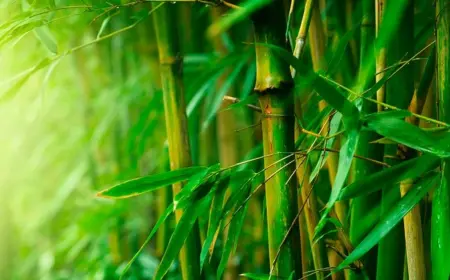 Sie sollten Ihren Bambus beschneiden, wenn er zu blühen beginnt