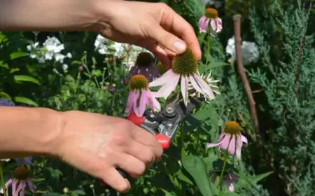 Sonennhut durch Samen vermehren Sommerende schneiden