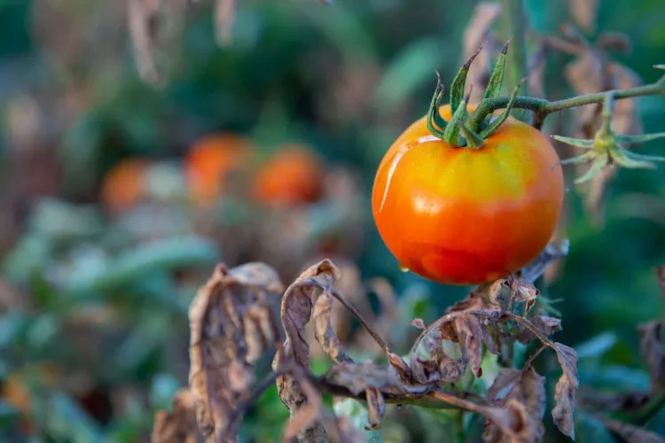 Sonnenbrand bei Tomaten was tun wie Obst und Gemüse im Garten vor Hitze schützen