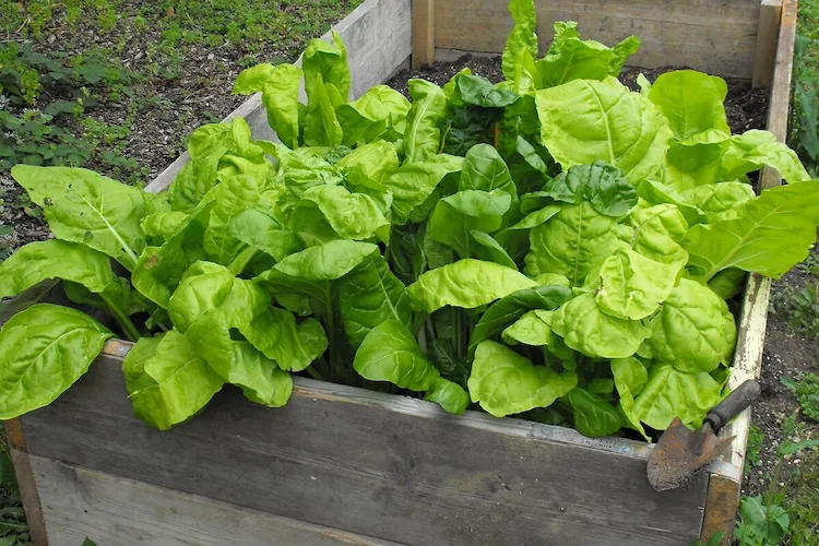 Spinat sollte auf jeden Fall auf Ihrer Liste der Gemüsearten stehen, die Sie im August anpflanzen sollten