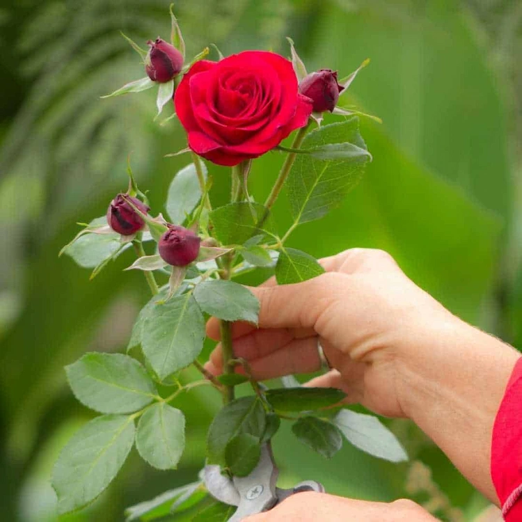 Stecklinge sind einfach Stücke von Rosenstämmen, die in verschiedenen Reifestadien entnommen werden