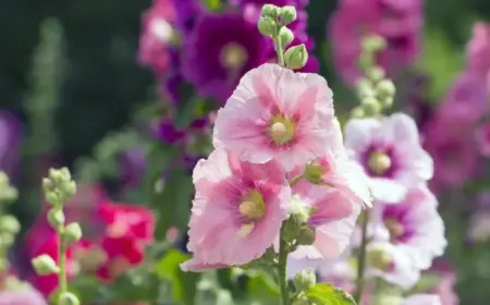 Stockrosen Samen ernten und vermehren und aussäen