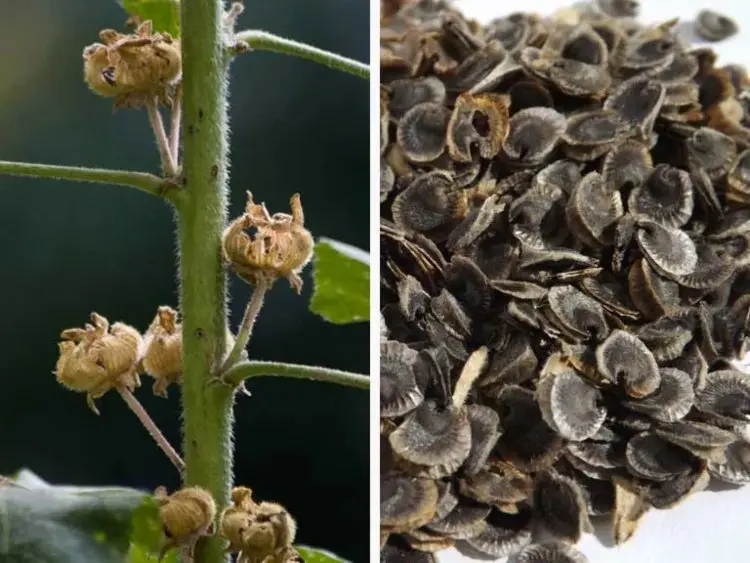 Stockrosen Samen vermehren nützliche Tipps wann Aussaat