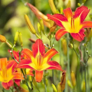 Taglilien nach der Blüte - Tipps zum Pflegen, Schneiden, Vermehren im Spätsommer!