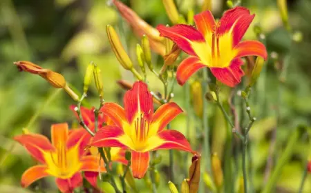 Taglilien nach der Blüte - Tipps zum Pflegen, Schneiden, Vermehren im Spätsommer!