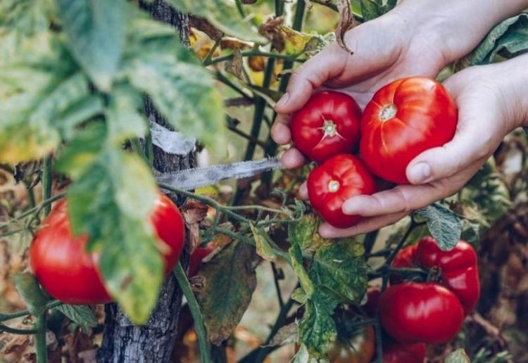 Tomaten ernten - sie lassen sich leicht von der Pflanze lösen
