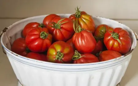 Tomaten haltbar machen durch Einfrieren - Befolgen Sie diese Anleitung