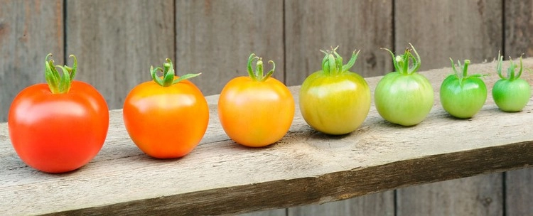 Tomaten nachreifen am schnellsten in einer warmen, hellen Umgebung