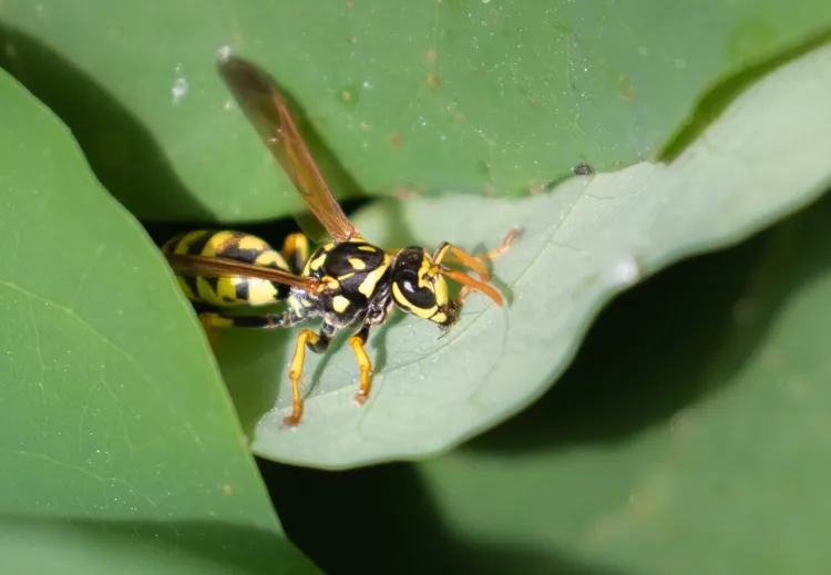 Trauben vor Insekten schützen Hausmittel wie Wespen von Weintrauben fernhalten