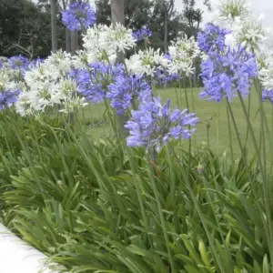 Trockenheitstolerante Gartenpflanzen - die mehrjährige Staude Schmucklilie