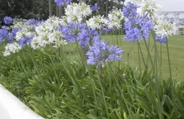 Trockenheitstolerante Gartenpflanzen - die mehrjährige Staude Schmucklilie