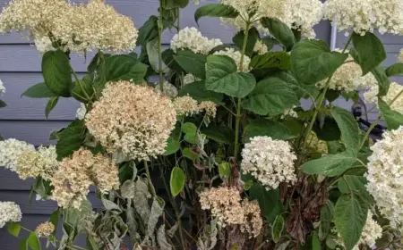 Verbräunung und Verwelken von Blättern - Hortensien überwässern