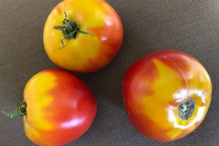 Wählen Sie die richtige Sorte - Grünkragen bei Tomaten