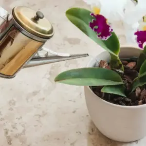 Wann Orchideen düngen und wie oft - Tipps für die richtige Pflege