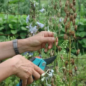 Wann Rittersporn schneiden Tipps Anleitung