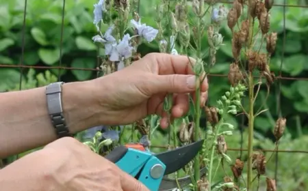 Wann Rittersporn schneiden Tipps Anleitung