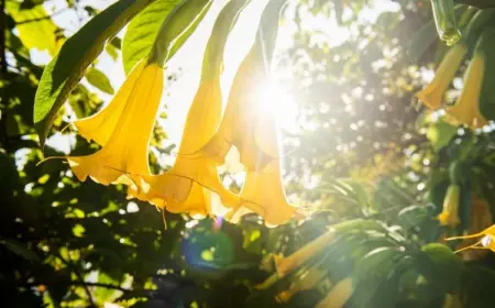 Wann die üppige Pflanze Blütezeit hat