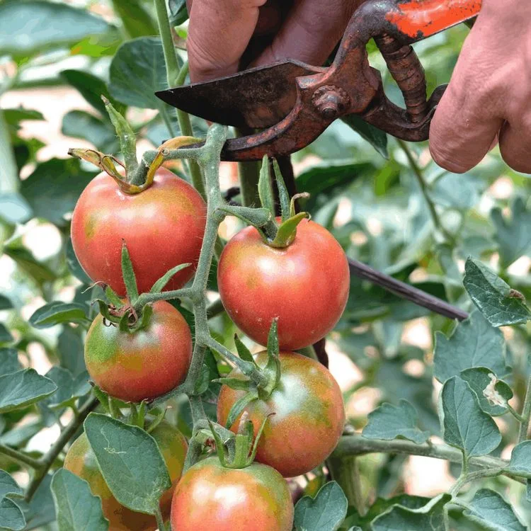 Wann kann man Tomaten ernten?