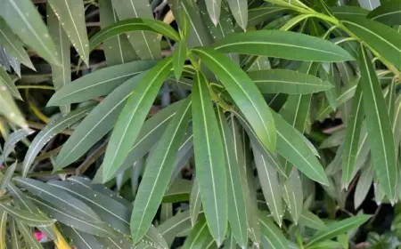 Warum blüht Oleander nicht richtig Ursachen Maßnahmen