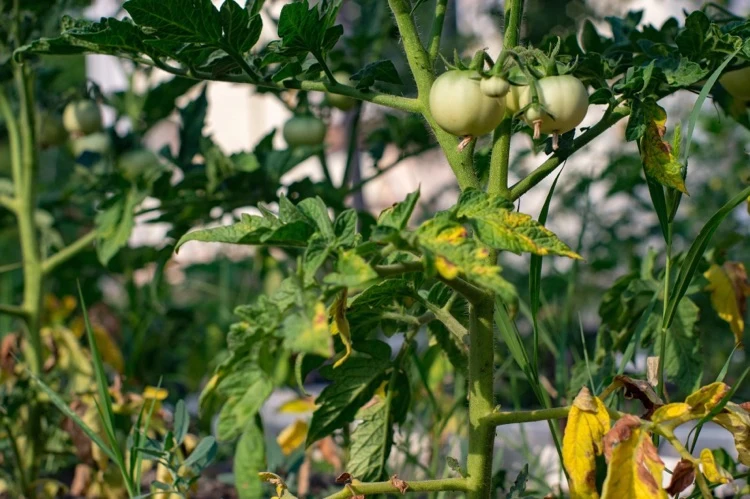 Warum die Tomate gelbe Blätter bekommt was tun