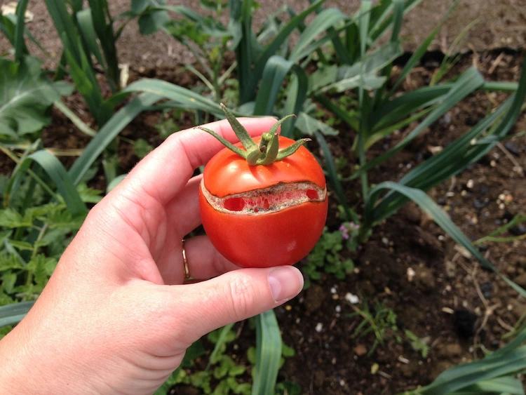 Warum platzen Tomaten am Strauch und was kann man dagegen tun