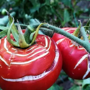 Warum platzen Tomaten und welche Maßnahmen sind nötig, um dem Problem vorzubeugen