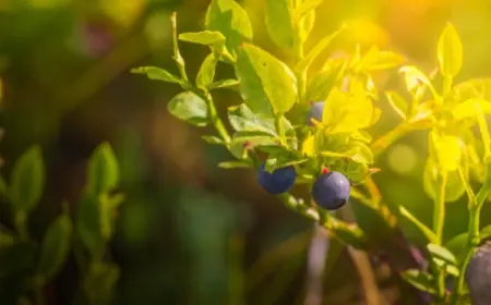 Warum sollte man Heidelbeersträucher beschneiden