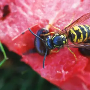 Was hilft gegen Wespen beim Essen - Tipps zum Fernhalten der Insekten