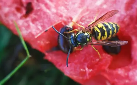 Was hilft gegen Wespen beim Essen - Tipps zum Fernhalten der Insekten