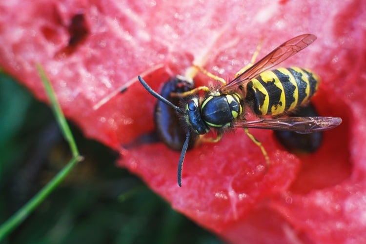 Was hilft gegen Wespen beim Essen - Tipps zum Fernhalten der Insekten