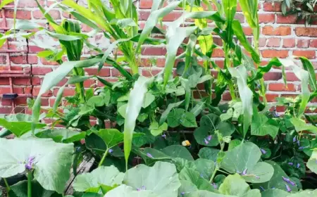 Was ist ein Milpa Beet - Tipps zum Anlegen der Mischkultur