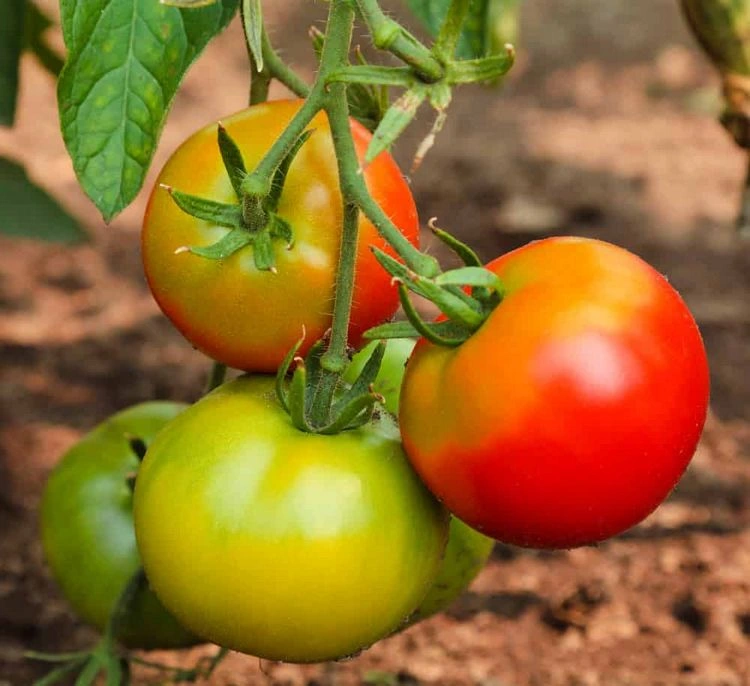 Was sind Grünkragen bei Tomaten?