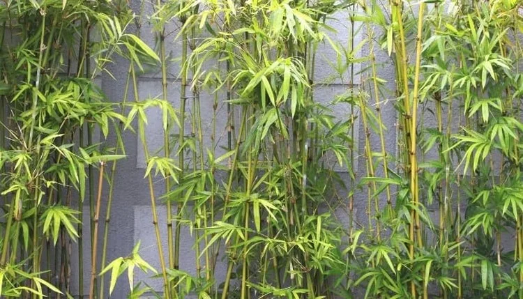 Was tun wenn Bambus vertrocknet ist