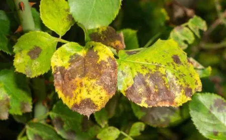 Was verursacht den Sternrußtau bei Rosen?