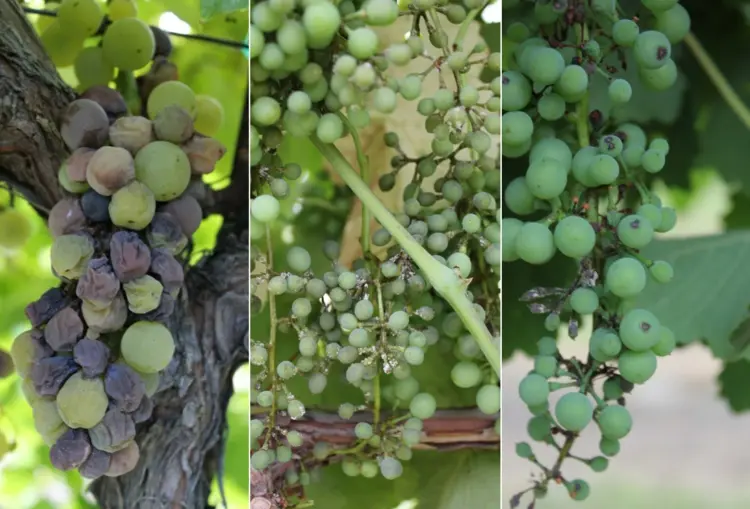 Weinreben Krankheiten und Schadbilder von Falschem Mehltau an den Weintrauben