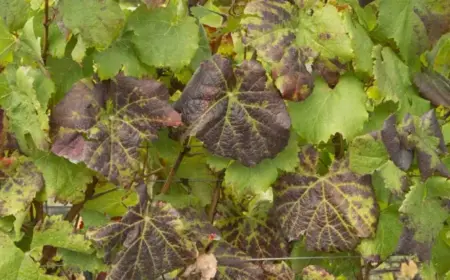 Weinreben Krankheiten und Schadbilder zum Erkennen der häufigsten Problem