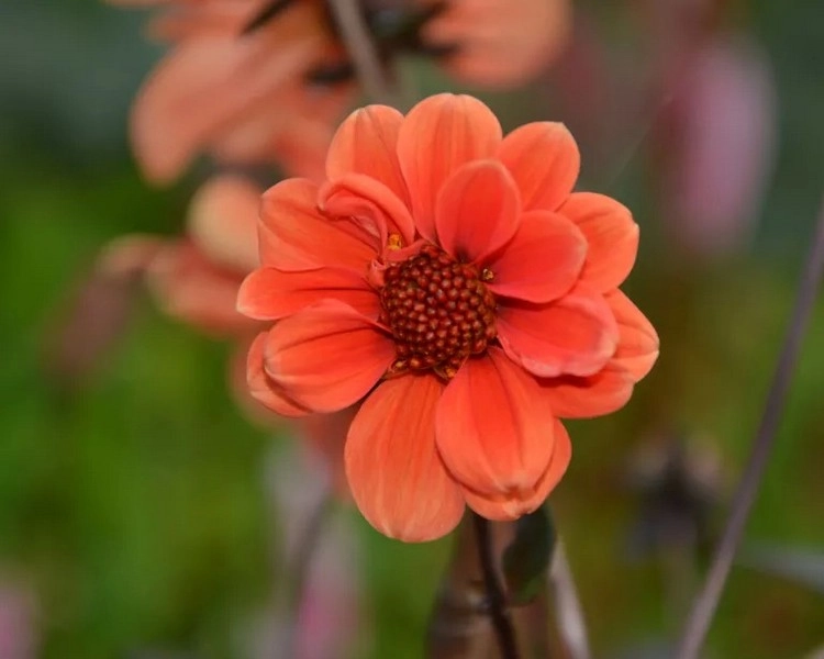 Welche Blumen Sie im August pflanzen sollten - Dahlien