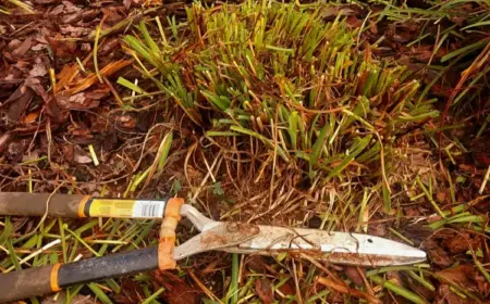 Welche Stauden schneiden im August oder Spätsommer - Tipps und Liste