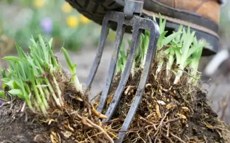 Welche Stauden teilen im August - Geeignete und ungeeignete Sorten