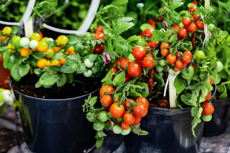 Wenn Sie Ihre Tomaten in Kübel mit Entwässerungslöchern pflanzen, haben Ihre Pflanzen die beste Drainage