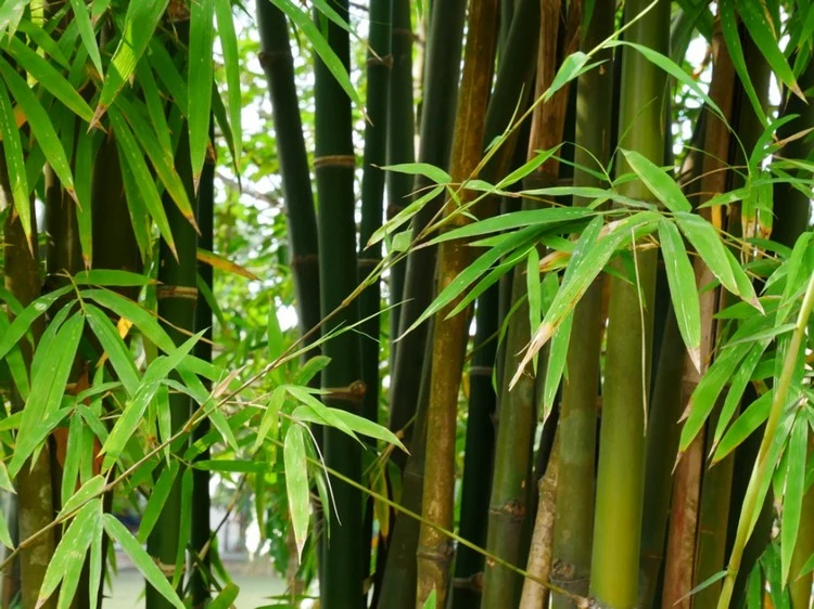 Wenn die Bambusblätter verblassen, ersetzen Sie das Leitungswasser durch gefiltertes Wasser