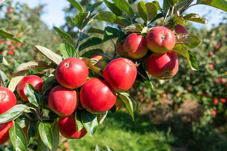 Wenn die Obstbäume eine reiche Ernte einbringen, sollten Sie darauf achten, ob sie eine Verstärkung benötigen