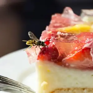 Wespen auf Kuchen mit Nelkenöl fernhalten Tipps