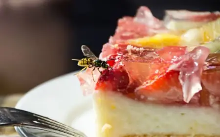 Wespen auf Kuchen mit Nelkenöl fernhalten Tipps