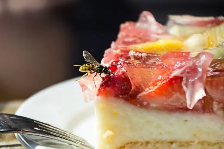 Wespen auf Kuchen mit Nelkenöl fernhalten Tipps