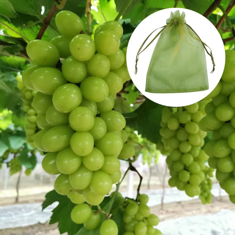 Wespen von Weintrauben fernhalten Hausmittel wie Trauben vor Insekten schützen