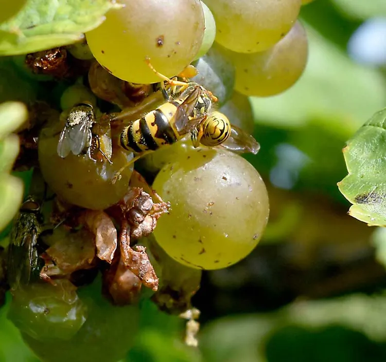 Wespen von Weintrauben fernhalten ohne Chemie was hilft gegen Insekten im Garten