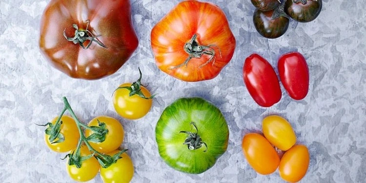 Wie Sie den Reifungsprozess von Tomatensorten fördern können