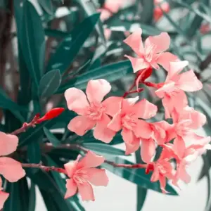 Wie kann man Oleander vermehren - Einfache Methoden und Anleitungen