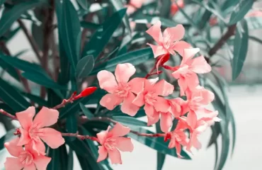 Wie kann man Oleander vermehren - Einfache Methoden und Anleitungen